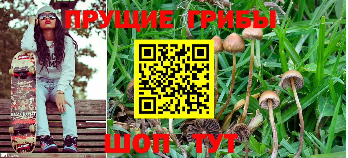 Галлюциногенные грибы Psilocybine cubensis  Вход с VPN  Карабулак  Галлюциногенные грибы Cubensis 